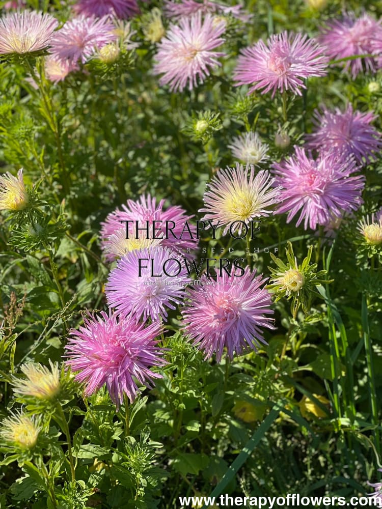 Aster Valkyrie Tristan, pink therapyofflowers.com