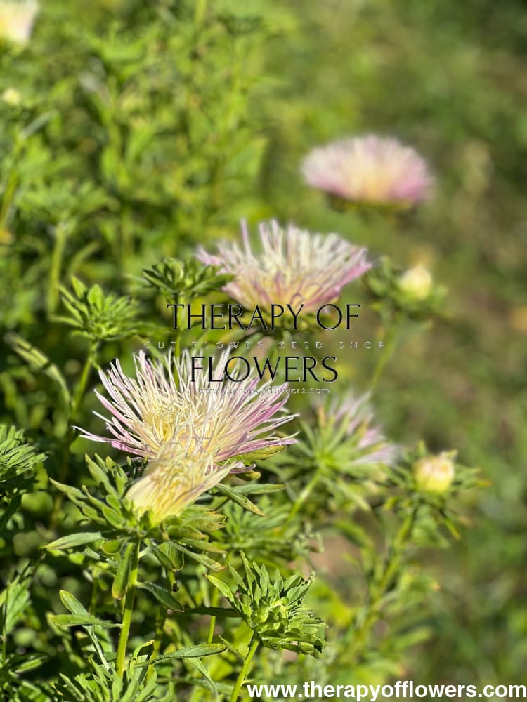 Aster Valkyrie Tristan, pink.