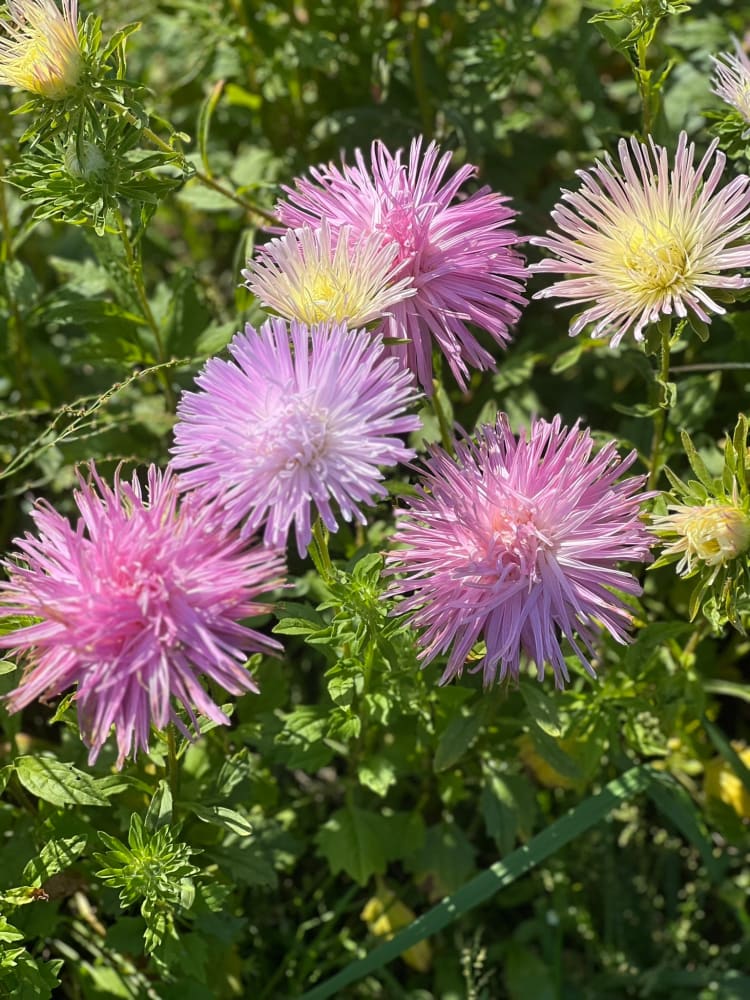 Aster Valkyrie Tristan, pink therapyofflowers.com