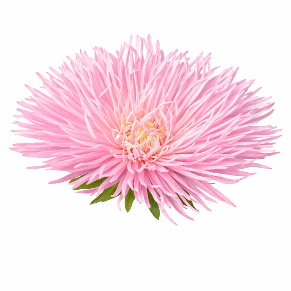 Aster Valkyrie Pink - 30 seeds / 60-70 cm - Seeds
