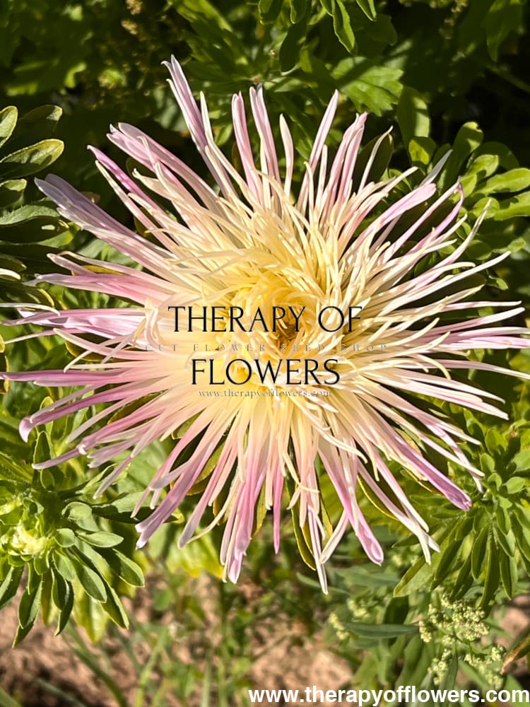 Aster Valkyrie Tristan, pink.