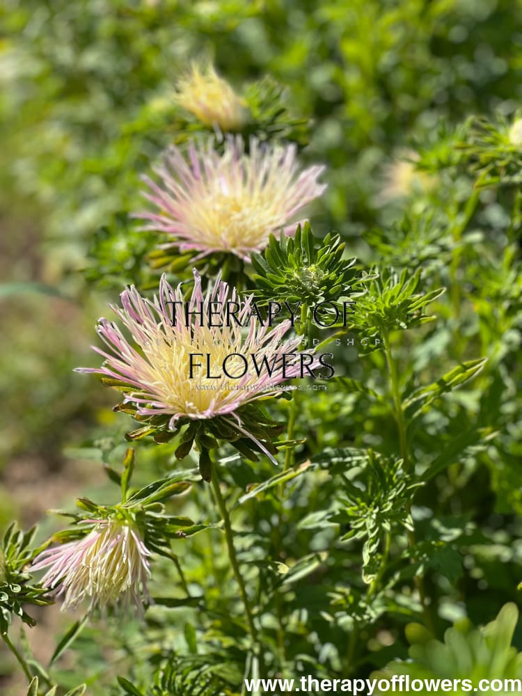 Aster Valkyrie Tristan, pink.