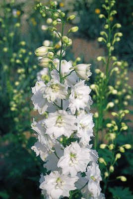 Delphinium hybrida Benary's Pacific Galahad | Candle Delphinium therapyofflowers.com