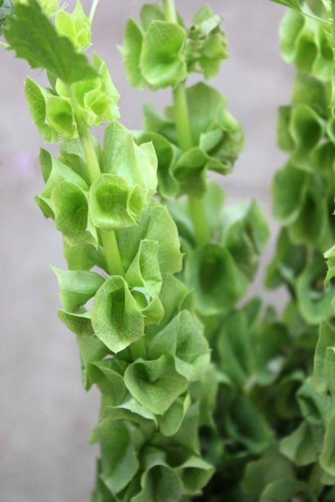 Bells of Ireland Moluccella laevis therapyofflowers.com