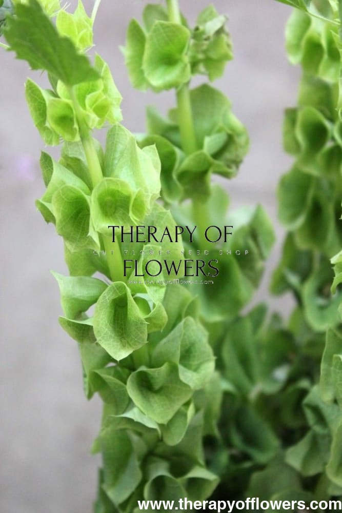 Bells of Ireland Moluccella laevis therapyofflowers.com