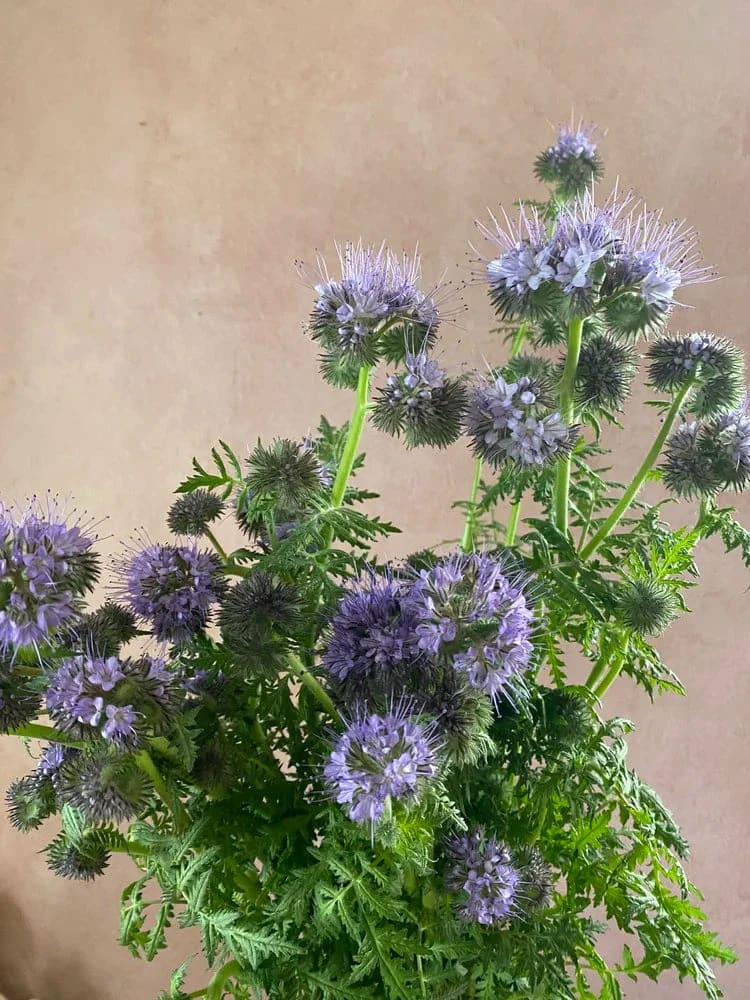 BIO Fiddleneck | Phacelia tanacetifolia therapyofflowers.com