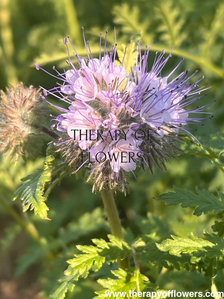 BIO Fiddleneck | Phacelia tanacetifolia therapyofflowers.com