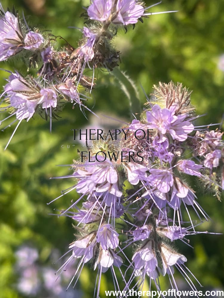 BIO Fiddleneck | Phacelia tanacetifolia therapyofflowers.com