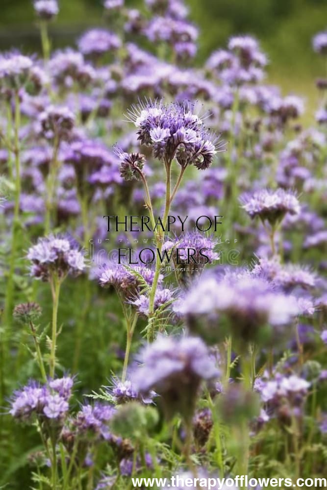 BIO Fiddleneck | Phacelia tanacetifolia - 3 gram - Seeds