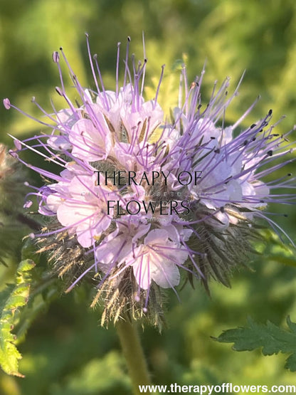 BIO Fiddleneck | Phacelia tanacetifolia therapyofflowers.com