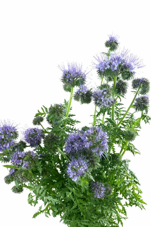 BIO Fiddleneck | Phacelia tanacetifolia - Seeds