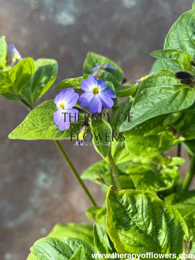 Browallia americana Blue Lady therapyofflowers.com