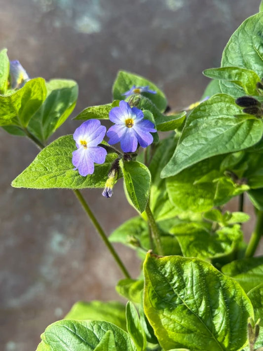 Browallia americana Blue Lady therapyofflowers.com