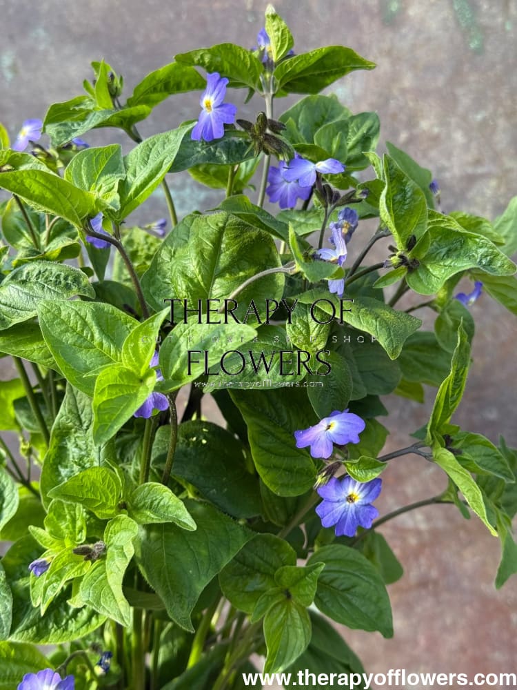 Browallia americana Blue Lady therapyofflowers.com