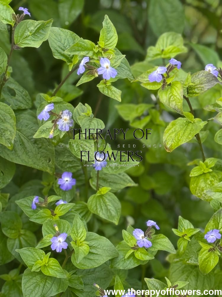 Browallia americana Blue Lady | Jamaican Forget-me-not therapyofflowers.com