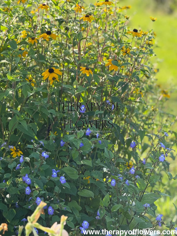 Browallia americana Blue Lady | Jamaican Forget-me-not therapyofflowers.com