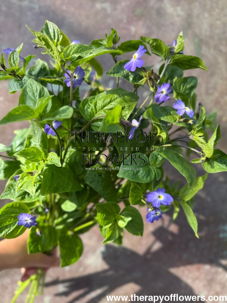 Browallia americana Blue Lady therapyofflowers.com