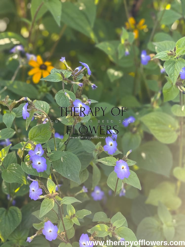 Browallia americana Blue Lady | Jamaican Forget-me-not therapyofflowers.com