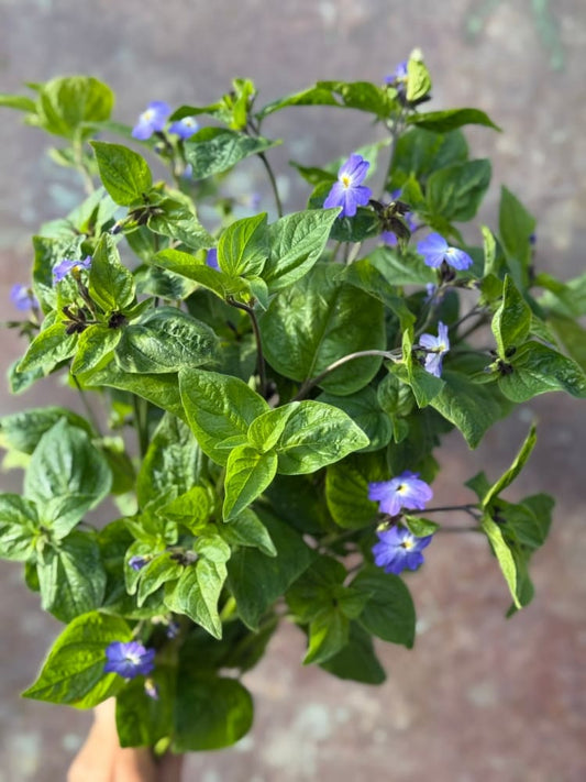 Browallia americana Blue Lady therapyofflowers.com