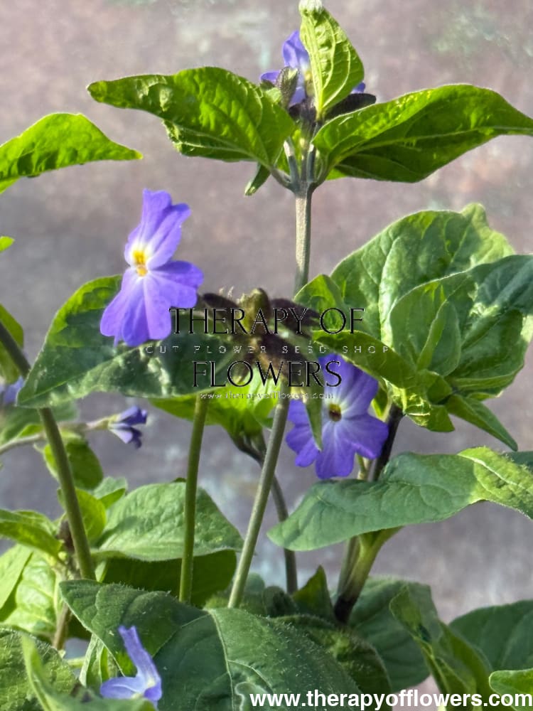 Browallia americana Blue Lady therapyofflowers.com