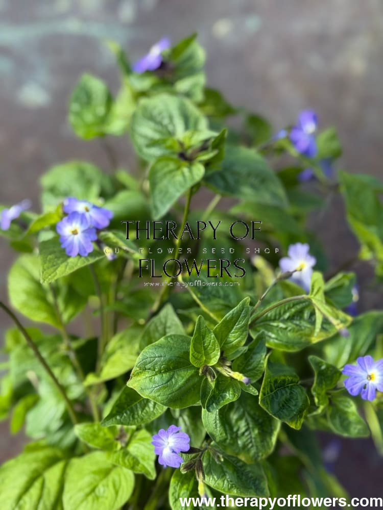 Browallia americana Blue Lady therapyofflowers.com