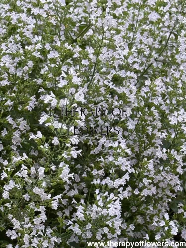 Calamintha nepeta Marvelette White | Lesser Calamint therapyofflowers.com