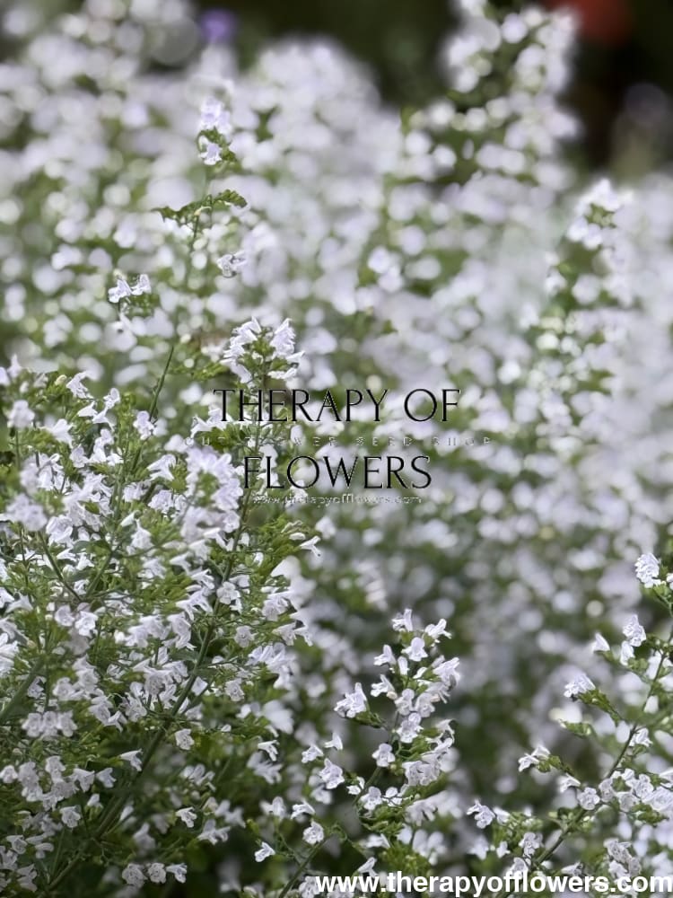 Calamintha nepeta Marvelette White | Lesser Calamint therapyofflowers.com