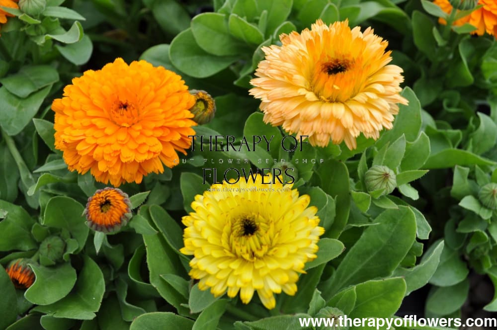 Calendula officinalis Bon Bon Orange therapyofflowers.com