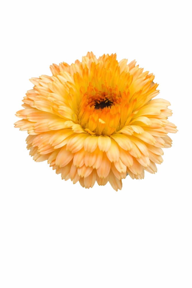 Calendula officinalis Bon Bon Apricot | Pot Marigold | Height 30 cm therapyofflowers.com