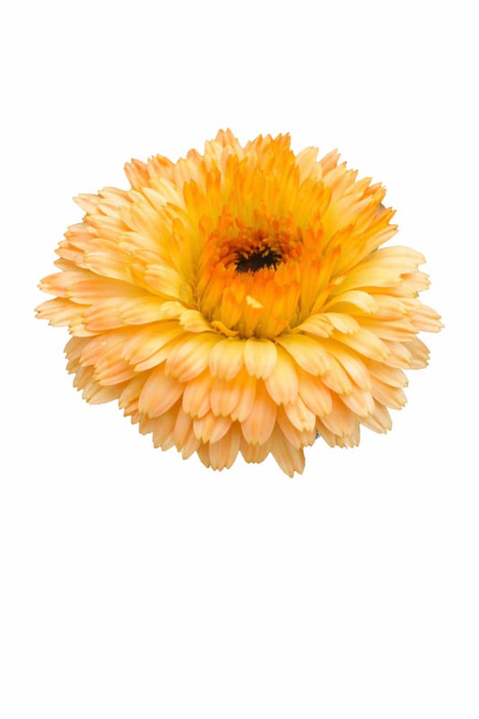 Calendula officinalis Bon Bon Apricot | Pot Marigold | Height 30 cm therapyofflowers.com