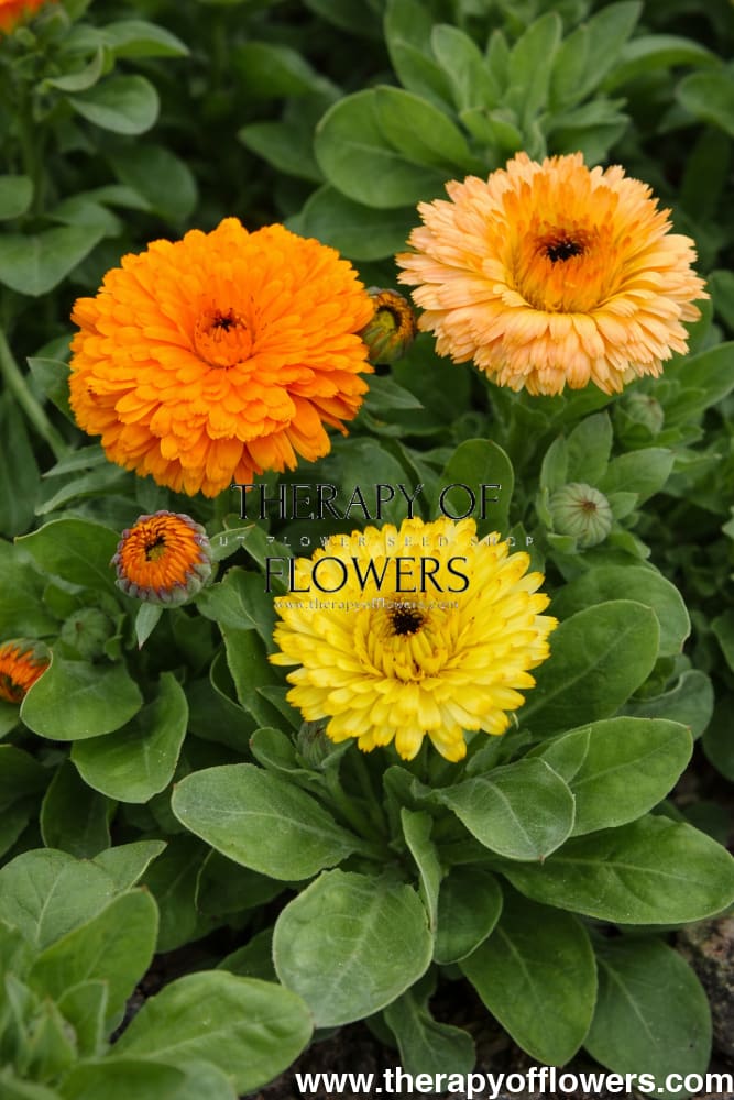 Calendula officinalis Bon Bon Orange | Pot Marigold therapyofflowers.com