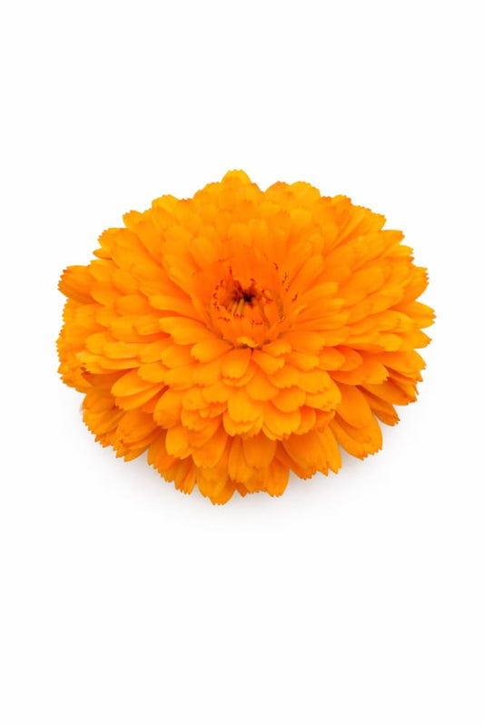 Calendula officinalis Bon Bon Orange | Pot Marigold therapyofflowers.com