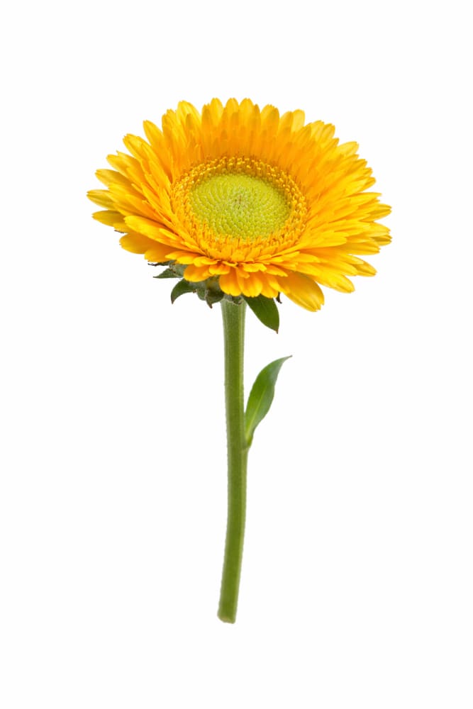 Calendula officinalis Greenheart Yellow | Pot Marigold | Double Blooms for Cutting - seeds