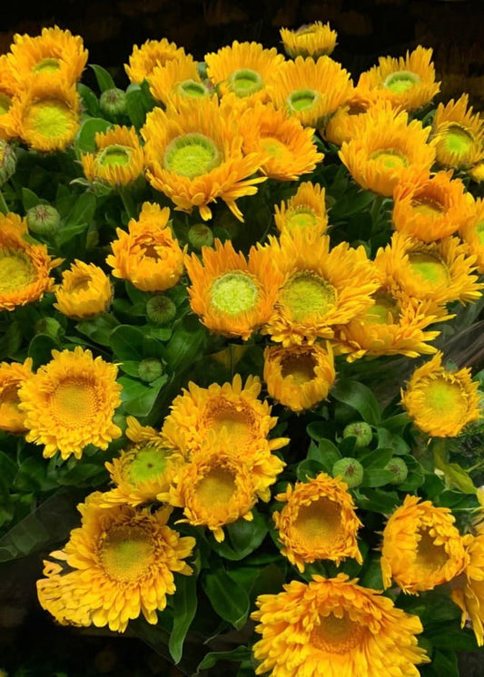 Calendula officinalis Greenheart Yellow | Pot Marigold therapyofflowers.com