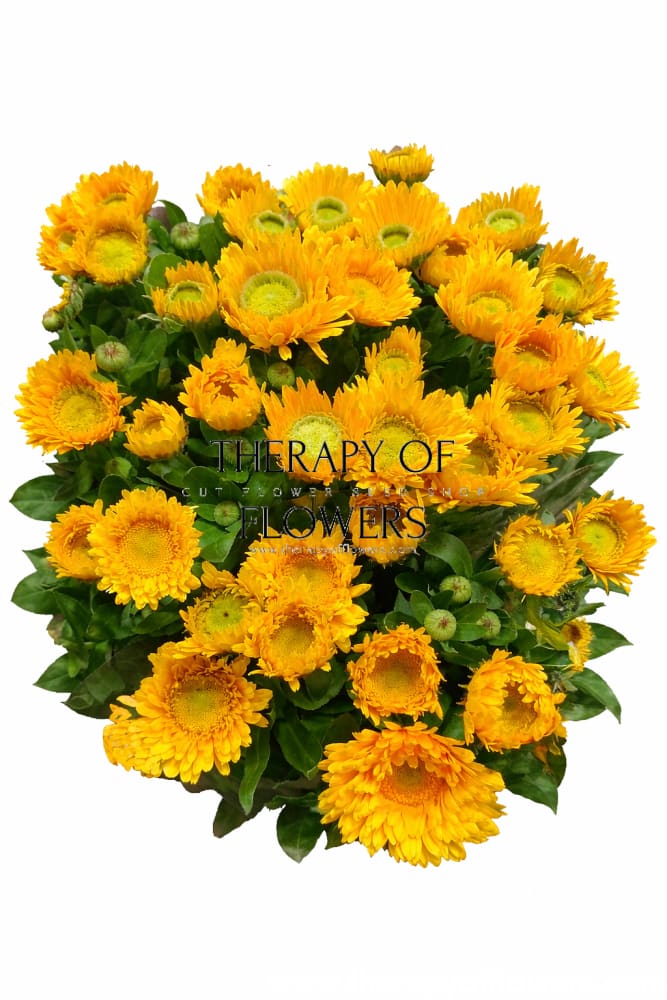 Calendula officinalis Greenheart Yellow | Pot Marigold | Double Blooms for Cutting - seeds