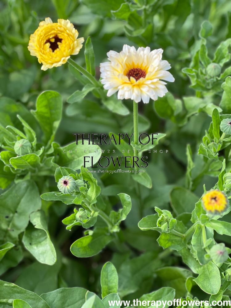 Calendula officinalis Ivory Princess therapyofflowers.com