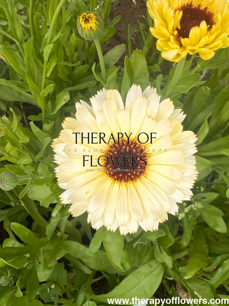 Calendula officinalis Ivory Princess therapyofflowers.com