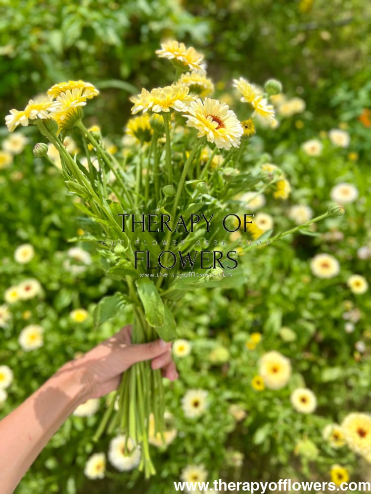 Calendula officinalis Ivory Princess therapyofflowers.com