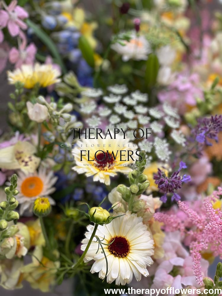 Calendula officinalis Ivory Princess therapyofflowers.com