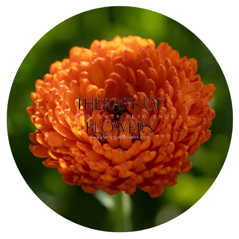 Calendula officinalis Neon | Pot Marigold therapyofflowers.com