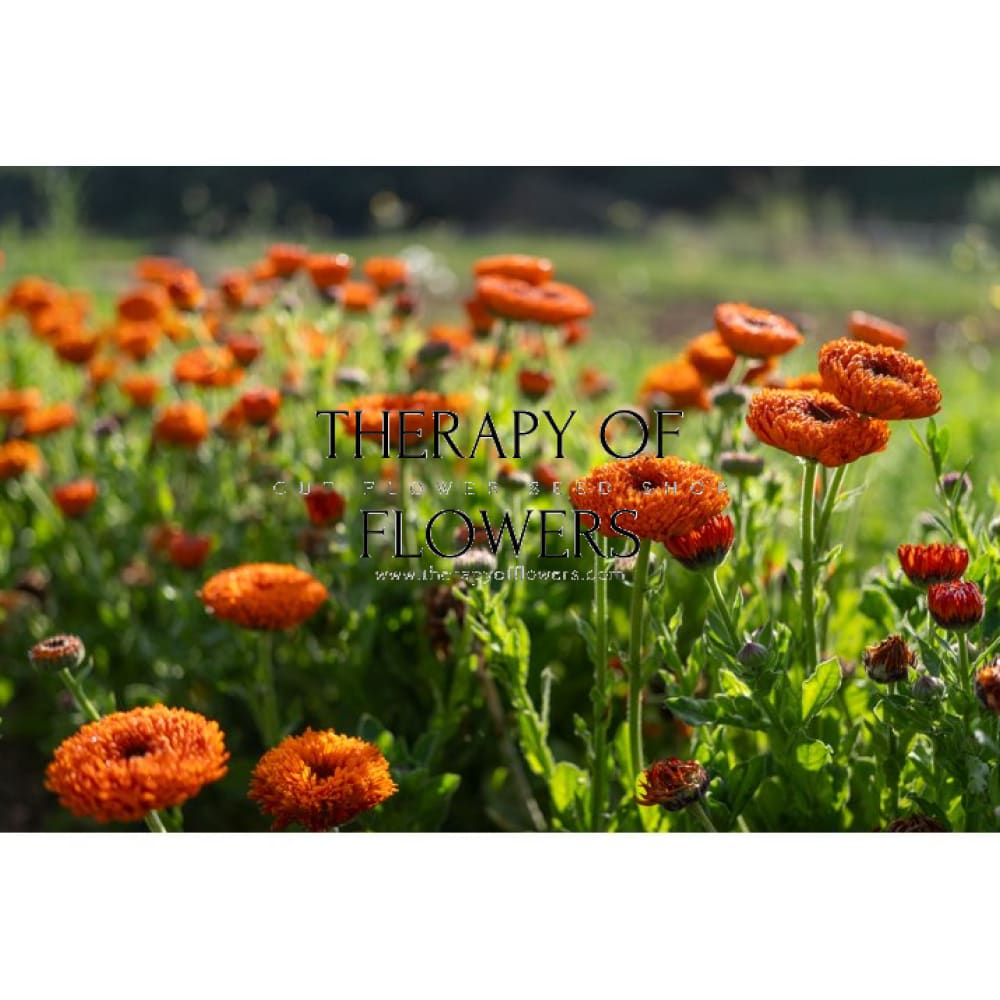 Calendula officinalis Neon | Pot Marigold therapyofflowers.com