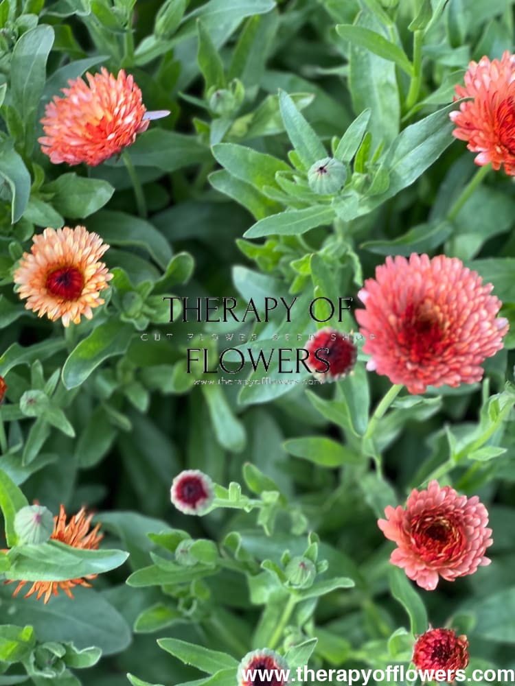 Calendula officinalis Orange Flash therapyofflowers.com