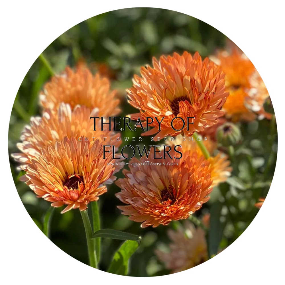 Calendula officinalis Orange Flash | Pot marigold - 50 seeds / 60 cm / Soft apricot - seeds