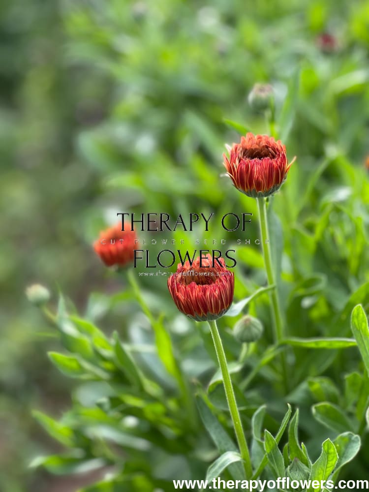 Calendula officinalis Orange Flash therapyofflowers.com