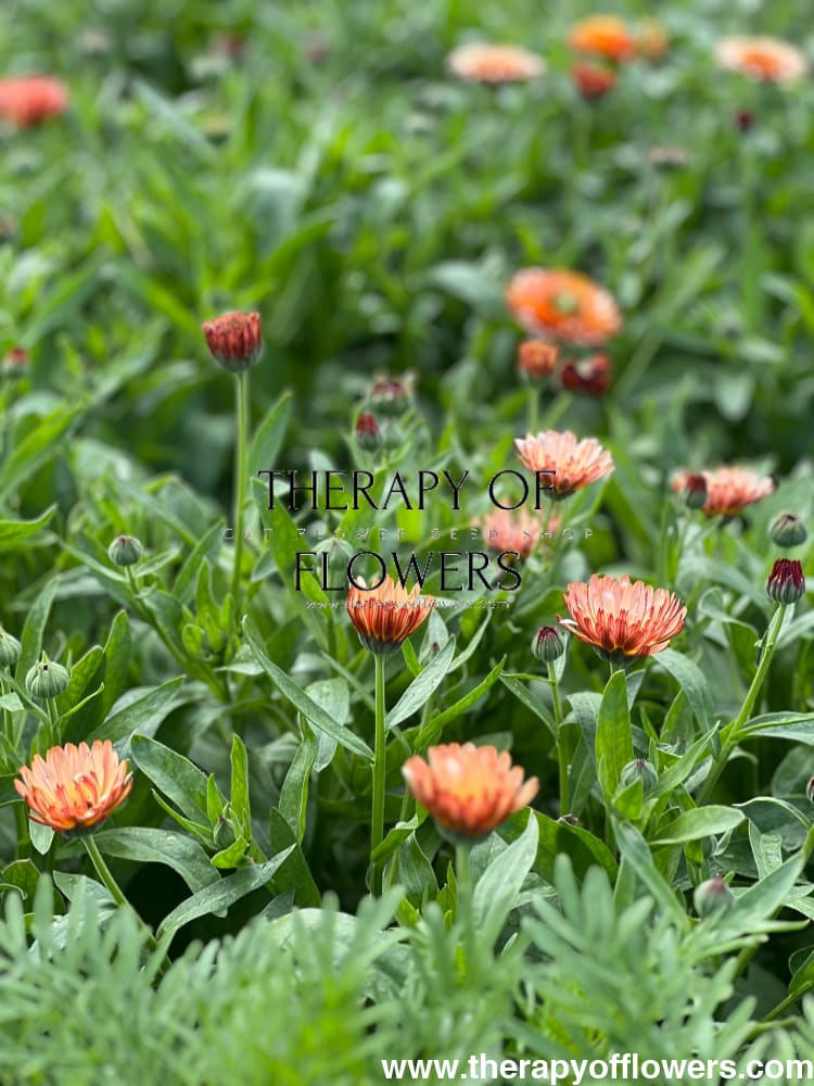 Calendula officinalis Orange Flash therapyofflowers.com