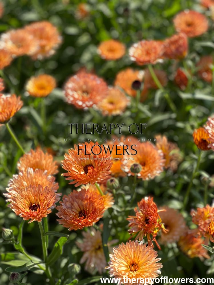 Calendula officinalis Orange Flash therapyofflowers.com