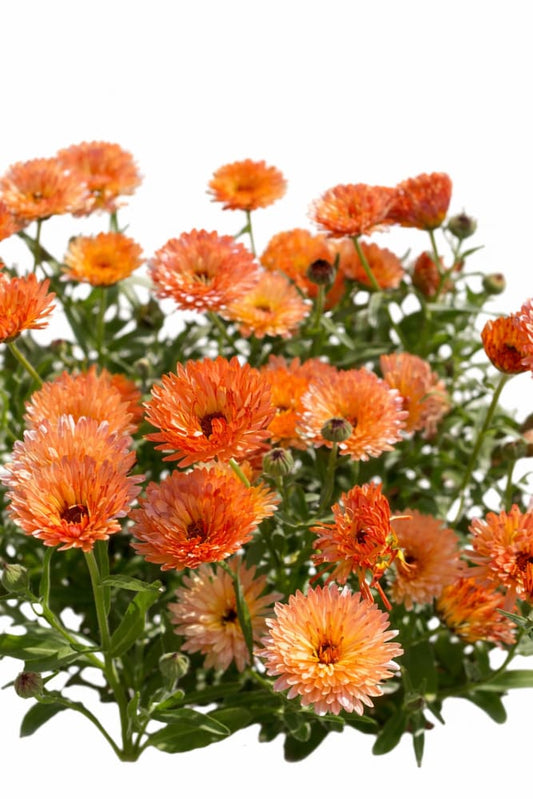 Calendula officinalis Orange Flash | Pot marigold - 0.5 gram / 60 cm / Soft apricot - seeds