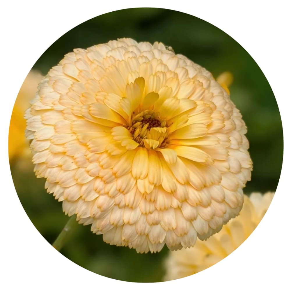 Calendula officinalis Pacific Apricot Beauty | Pot Marigold therapyofflowers.com