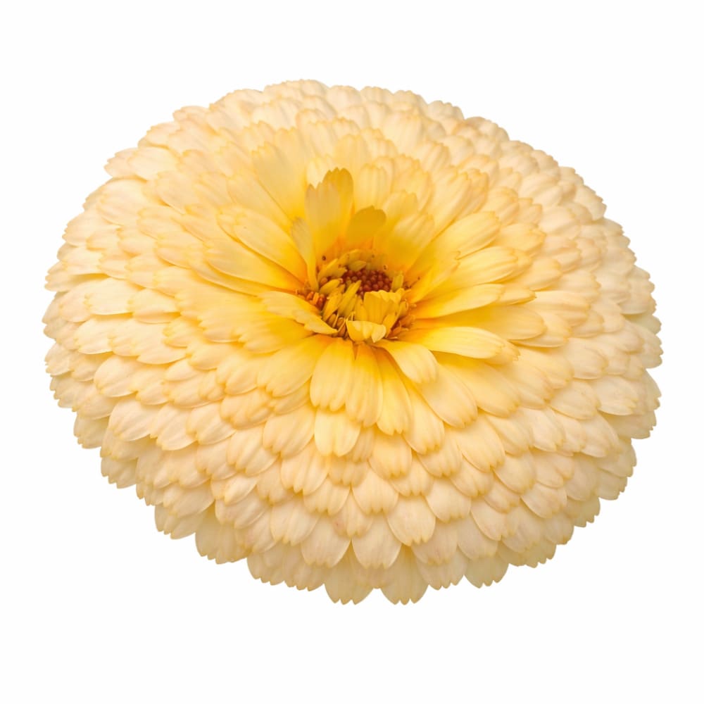 Calendula officinalis Pacific Apricot Beauty | Pot Marigold - 0.5 gram / 60 cm / Pastel melon - seeds