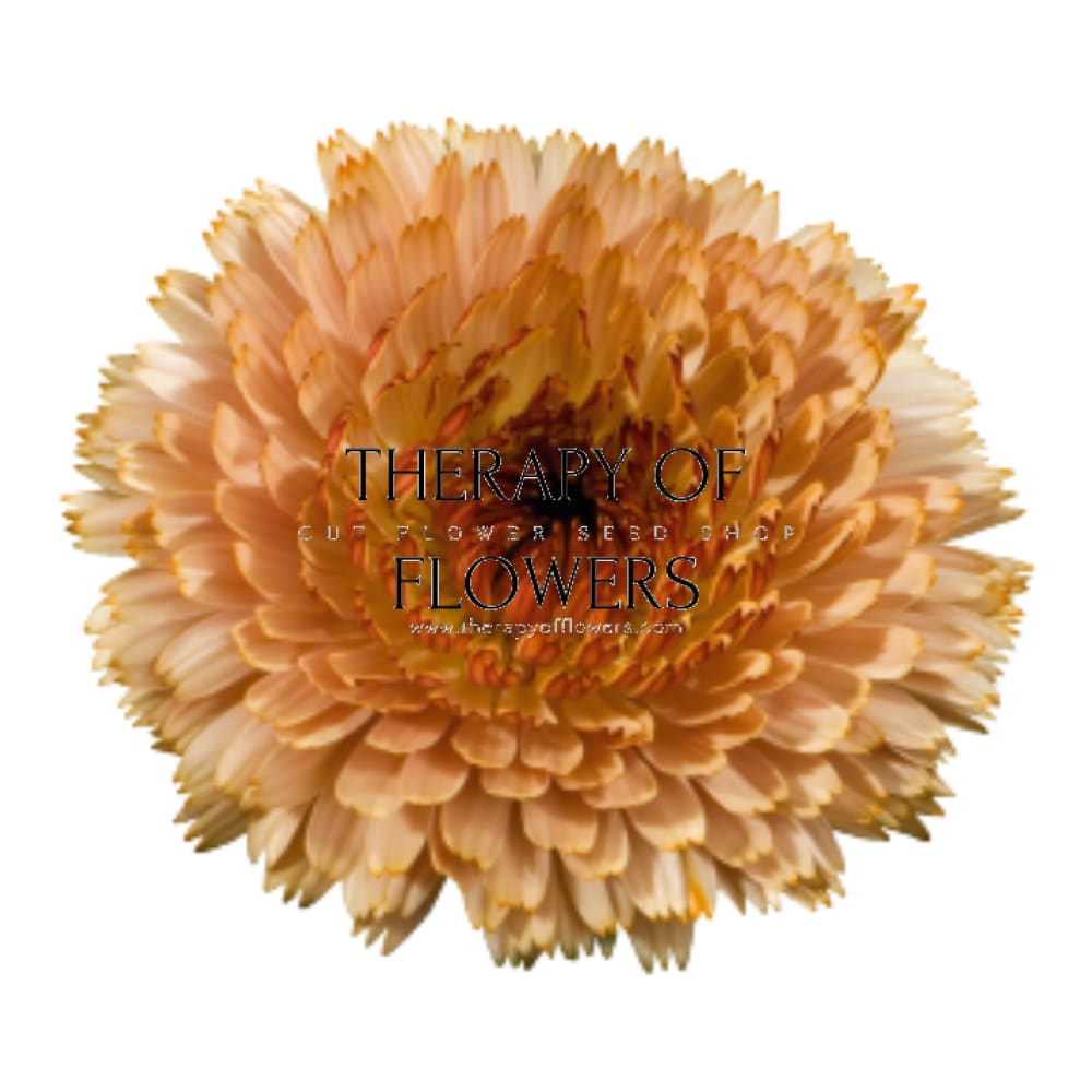 Calendula officinalis Touch of Red Buff therapyofflowers.com
